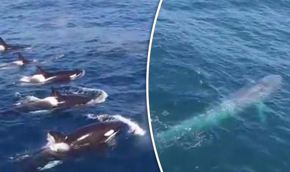 Video: Đàn cá voi sát thủ quyết chiến cá voi xanh khổng lồ - 1