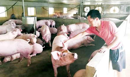 Hậu giải cứu giá lợn: Người chăn nuôi vẫn lỗ - 1
