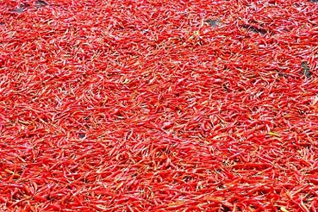 Bình Định: Tận cùng nỗi xót xa khi giá ớt chỉ còn 2.000 đồng/kg - 2