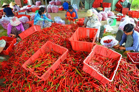 Bình Định: Tận cùng nỗi xót xa khi giá ớt chỉ còn 2.000 đồng/kg - 3