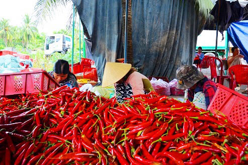 Bình Định: Tận cùng nỗi xót xa khi giá ớt chỉ còn 2.000 đồng/kg - 8