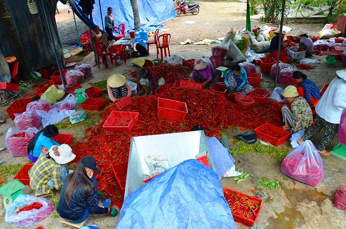 Bình Định: Tận cùng nỗi xót xa khi giá ớt chỉ còn 2.000 đồng/kg - 9
