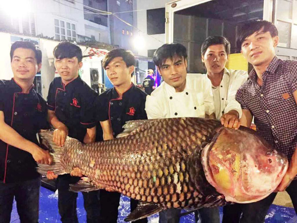 Bộ 3 cá hô &#34;khủng&#34; màu hồng, vàng, đen xuất hiện ở Sài Gòn - 1