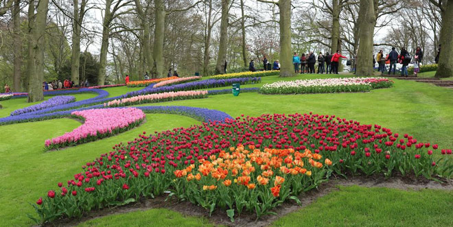 Vẻ quyến rũ mê hoặc của vườn hoa Keukenhof ở xứ sở cối xay gió - 3