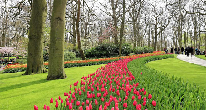 Vẻ quyến rũ mê hoặc của vườn hoa Keukenhof ở xứ sở cối xay gió - 4