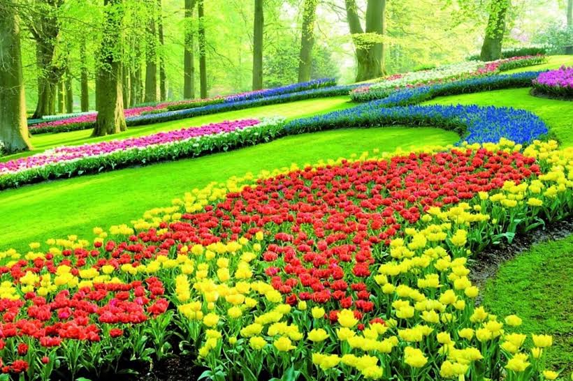 Vẻ quyến rũ mê hoặc của vườn hoa Keukenhof ở xứ sở cối xay gió - 5