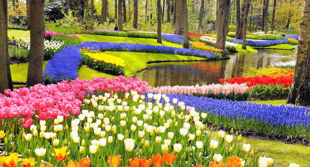 Vẻ quyến rũ mê hoặc của vườn hoa Keukenhof ở xứ sở cối xay gió - 12