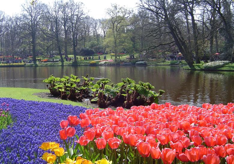 Vẻ quyến rũ mê hoặc của vườn hoa Keukenhof ở xứ sở cối xay gió - 13