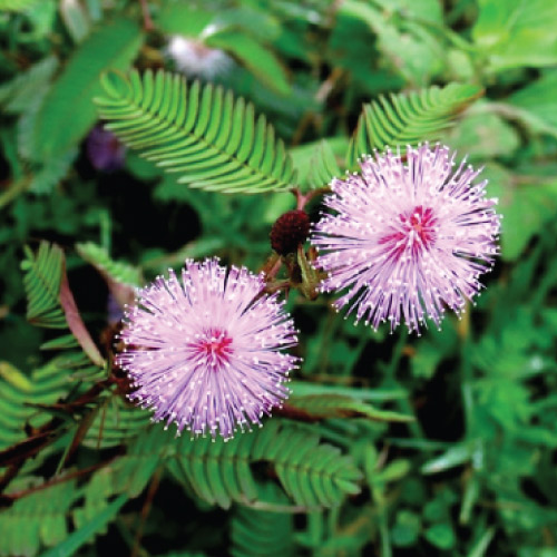 Lạ: Khám phá 3 cây thuốc giúp người huyết áp cao dễ ngủ, ngủ sâu - 4