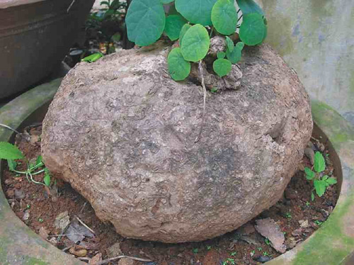 Lạ: Khám phá 3 cây thuốc giúp người huyết áp cao dễ ngủ, ngủ sâu - 3