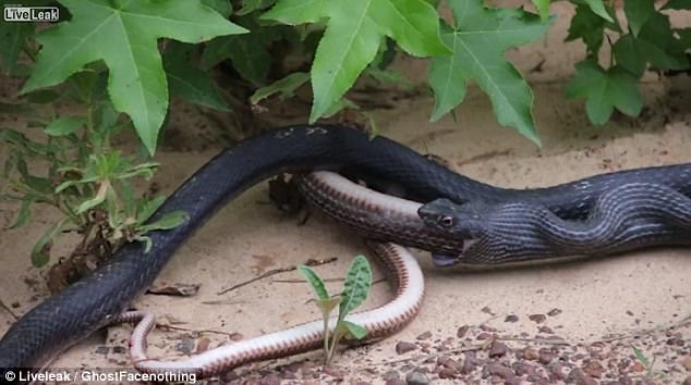 Kinh hãi cảnh rắn đen nôn ra một con rắn khác còn sống - 1