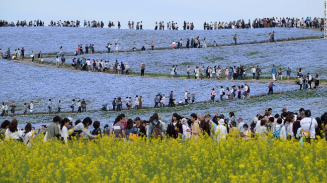 Du khách thưởng ngoạn hơn 4,5 triệu bông hoa nở rộ trong công viên ven biển Hitachi ở tỉnh Ibaraki, Nhật Bản.