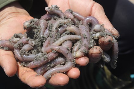 Săn “thần dược” giữa lòng di sản - 2