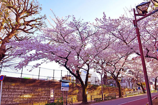 Ngẩn ngơ ngắm hoa anh đào Nhật Bản mong manh cuối mùa - 1