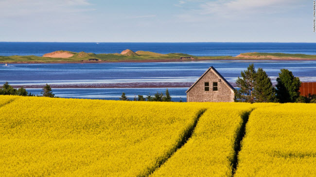 Cảnh đồng hoa rực rỡ nằm sát bờ biển trên đảo Prince Edward ở Canada.