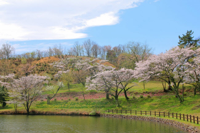 Hồ Shidakako, Nhật Bản: Đây là địa điểm lý tưởng để chiêm ngưỡng hoa anh đào.