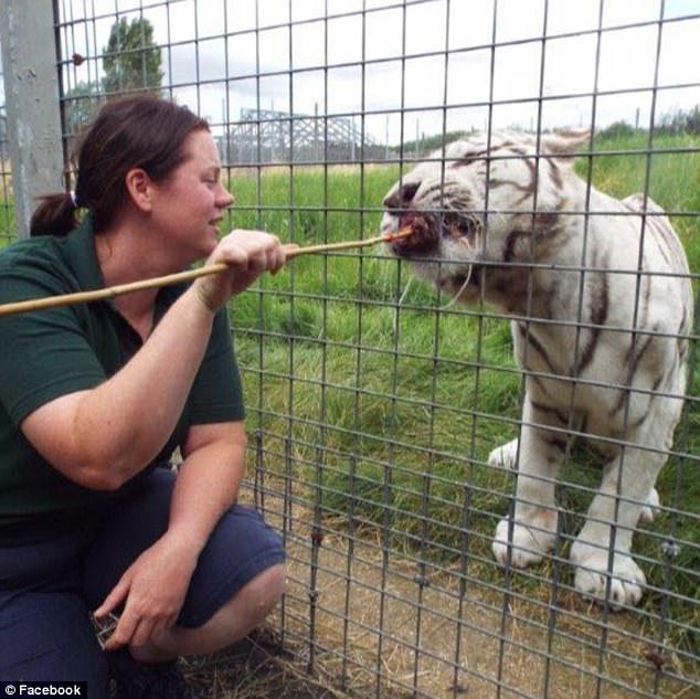 Hổ trắng cắn chết nhân viên vườn thú gây chấn động Anh - 1