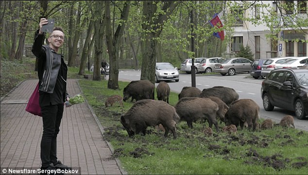 Ba Lan: Đàn lợn rừng qua đường theo vạch cho người đi bộ - 1