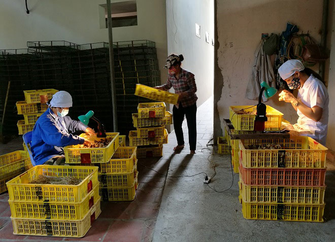 Gặp người phụ nữ ngồi nhìn hậu môn gà kiếm 90 triệu đồng/tháng - 3