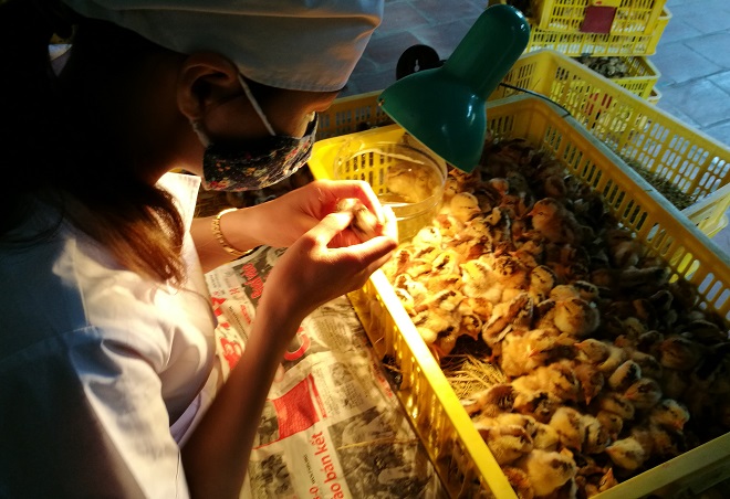 Gặp người phụ nữ ngồi nhìn hậu môn gà kiếm 90 triệu đồng/tháng - 2