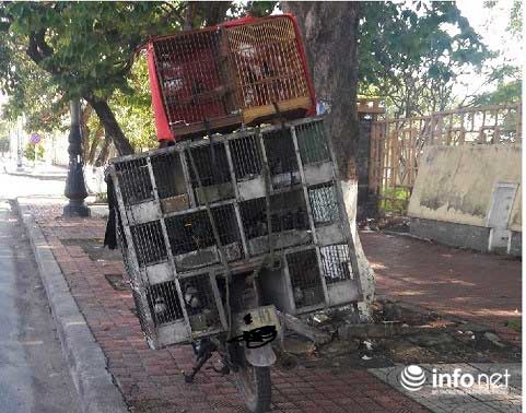 Quảng Bình: Lạ lùng chuyện mua chim trên cây - 2