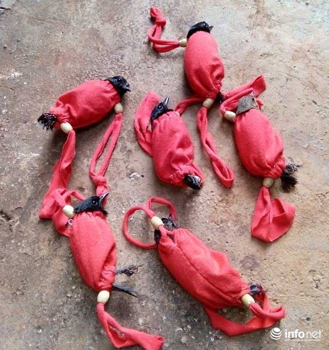 Quảng Bình: Lạ lùng chuyện mua chim trên cây - 4