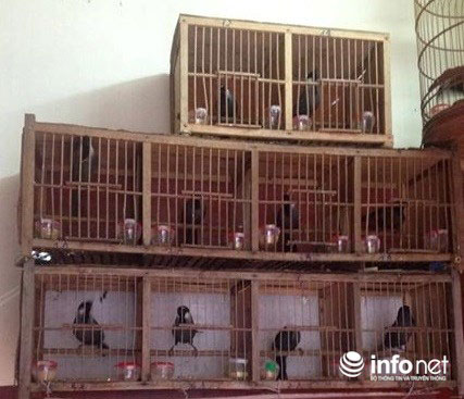 Quảng Bình: Lạ lùng chuyện mua chim trên cây - 1