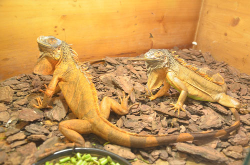 Cận cảnh “quái thú cổ đại” cực đẹp ở Thủ đô - 2