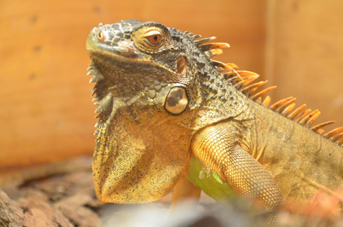 Cận cảnh “quái thú cổ đại” cực đẹp ở Thủ đô - 3