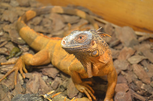 Cận cảnh “quái thú cổ đại” cực đẹp ở Thủ đô - 5