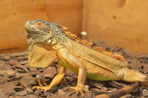 Cận cảnh “quái thú cổ đại” cực đẹp ở Thủ đô - 4