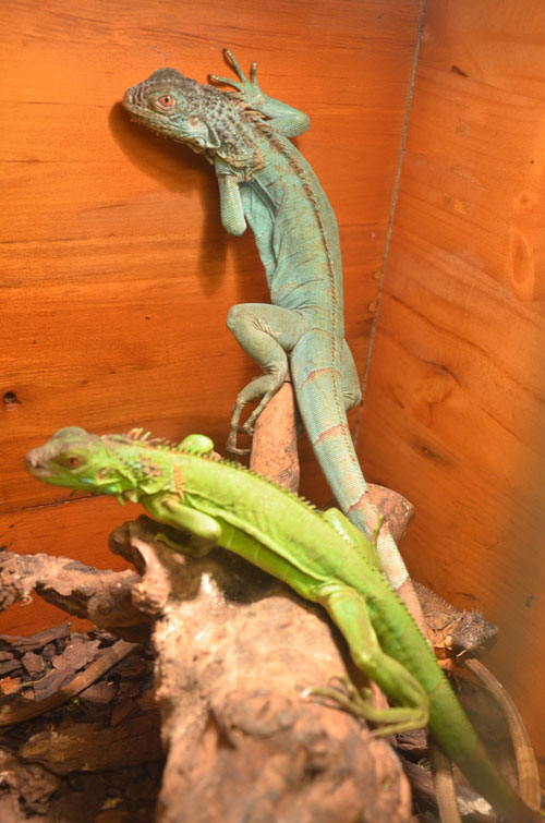 Cận cảnh “quái thú cổ đại” cực đẹp ở Thủ đô - 11