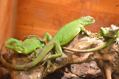 Cận cảnh “quái thú cổ đại” cực đẹp ở Thủ đô - 8