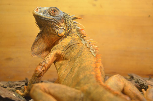 Cận cảnh “quái thú cổ đại” cực đẹp ở Thủ đô - 7