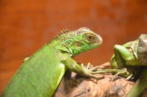 Cận cảnh “quái thú cổ đại” cực đẹp ở Thủ đô - 10