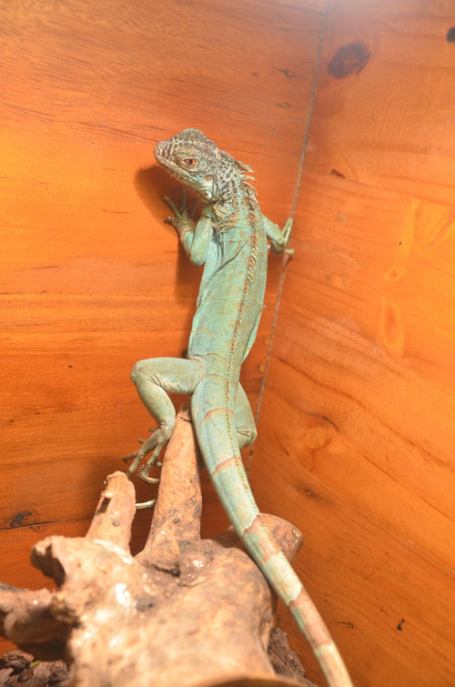 Cận cảnh “quái thú cổ đại” cực đẹp ở Thủ đô - 12