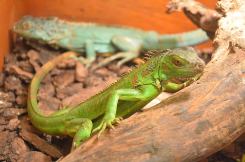 Cận cảnh “quái thú cổ đại” cực đẹp ở Thủ đô - 9