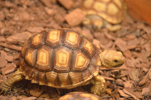 Cận cảnh “quái thú cổ đại” cực đẹp ở Thủ đô - 13