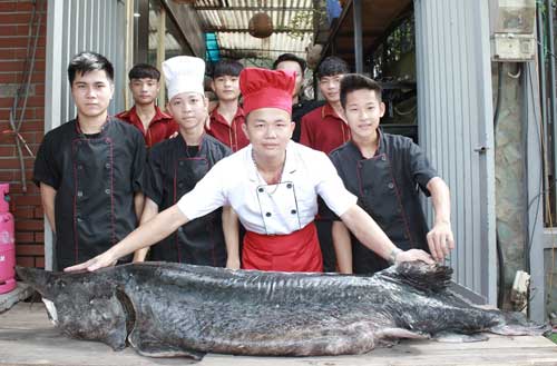Cá tầm đen óng, nặng hơn 100kg từ Nga &#34;bay&#34; về Hà Nội - 1