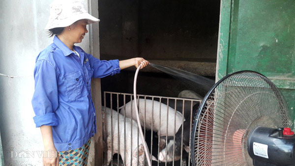 Nhà nông cho gà uống nước đá lạnh để chống nắng nóng 41 độ C - 1