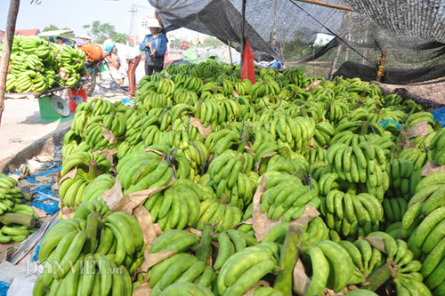 Nhà nông cho gà uống nước đá lạnh để chống nắng nóng 41 độ C - 10