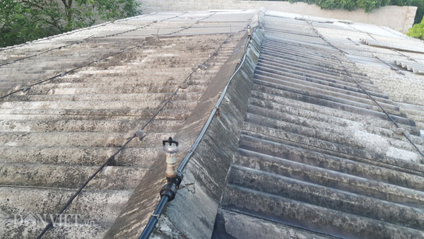 Nhà nông cho gà uống nước đá lạnh để chống nắng nóng 41 độ C - 2