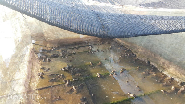 Nhà nông cho gà uống nước đá lạnh để chống nắng nóng 41 độ C - 4