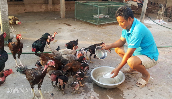 Nhà nông cho gà uống nước đá lạnh để chống nắng nóng 41 độ C - 5