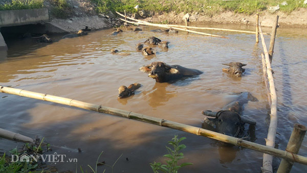 Nhà nông cho gà uống nước đá lạnh để chống nắng nóng 41 độ C - 6