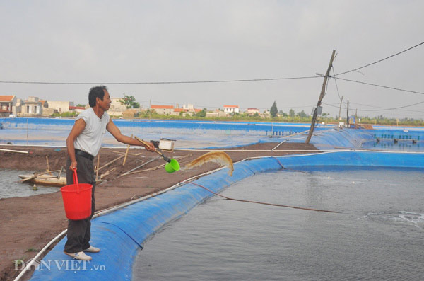 Nhà nông cho gà uống nước đá lạnh để chống nắng nóng 41 độ C - 8