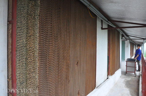 Nhà nông cho gà uống nước đá lạnh để chống nắng nóng 41 độ C - 9