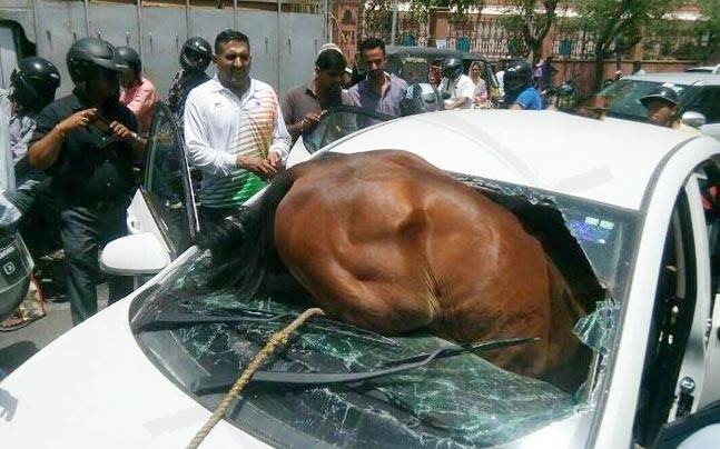 Ấn Độ: Nắng dữ dội, ngựa lao qua kính chui tọt vào xe hơi - 1