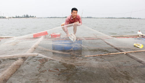 Bỏ lương 9 triệu về làng nuôi cá lồng muốn lãi 200 triệu/năm - 2