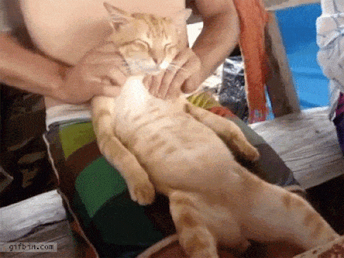 Ảnh động: Loài mèo đang âm mưu "thống trị trái đất" - 7